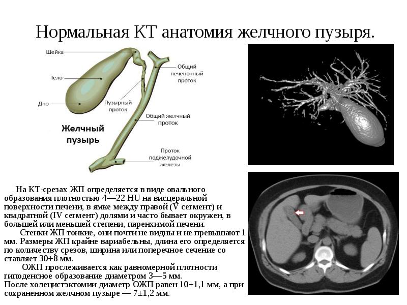 Желудочно кишечный тракт человека анатомия картинки с описанием