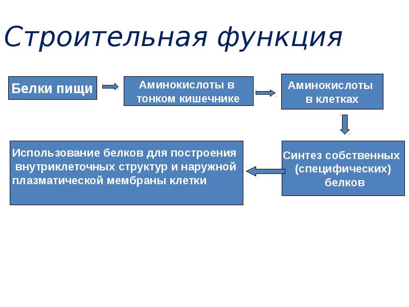 Строительная функция белков. Функции белков. Строительную функцию выполняет. Жиры функции в организме. Строительную функцию выполняет.