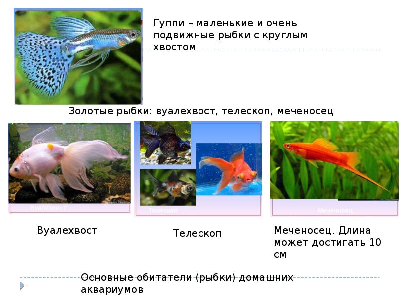 Презентация аквариум 5 класс информатика