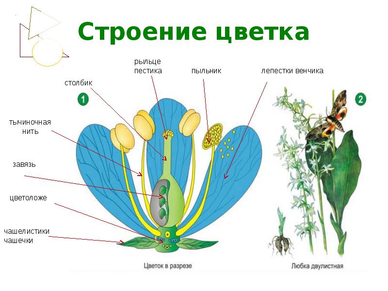 Ботаника в картинках и схемах