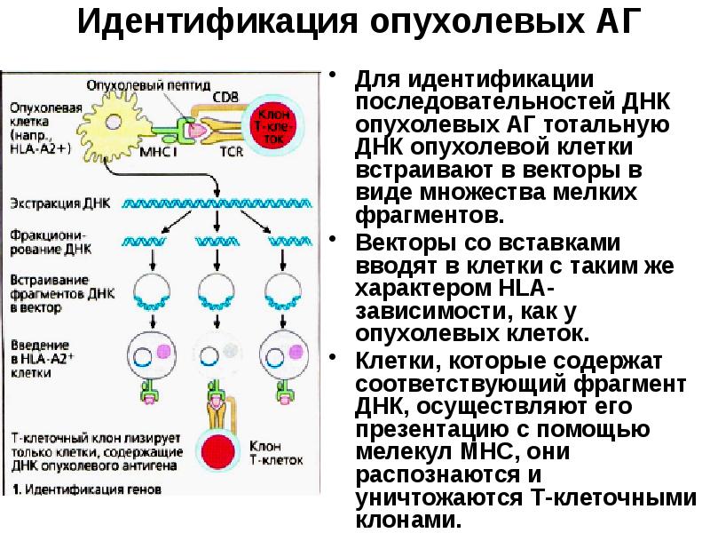 Противоопухолевый иммунитет презентация