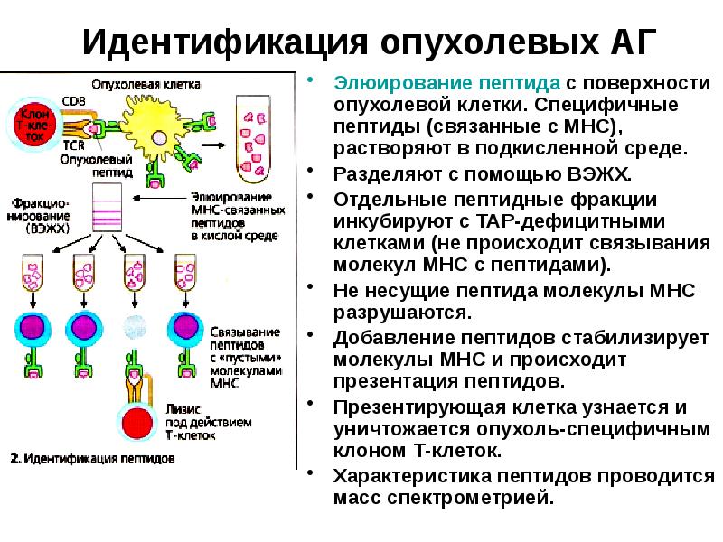 Дефекты процессинга и презентации опухолевых аг