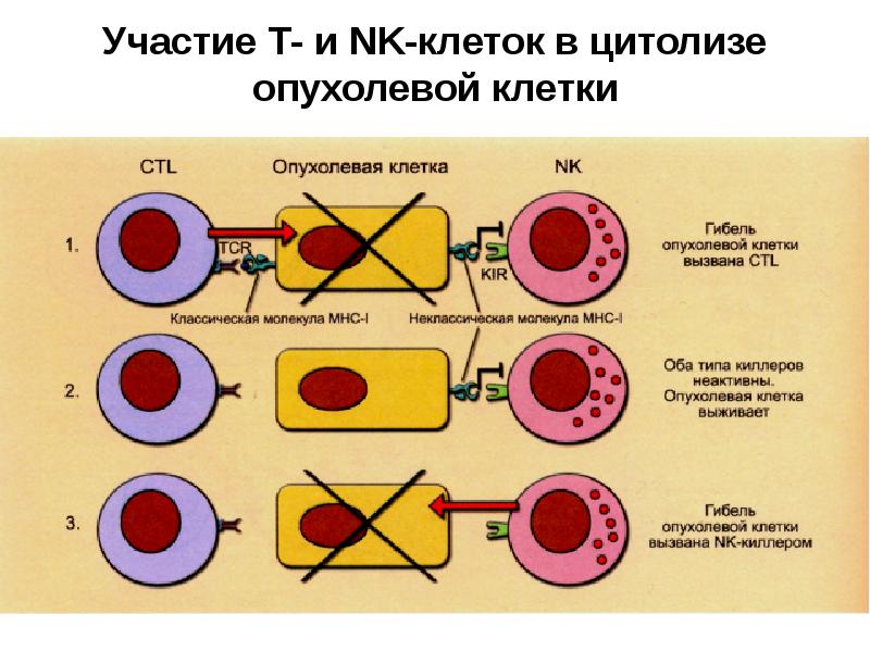 Противоопухолевый иммунитет иммунология презентация