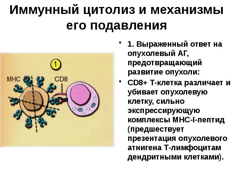 Противоопухолевый иммунитет презентация