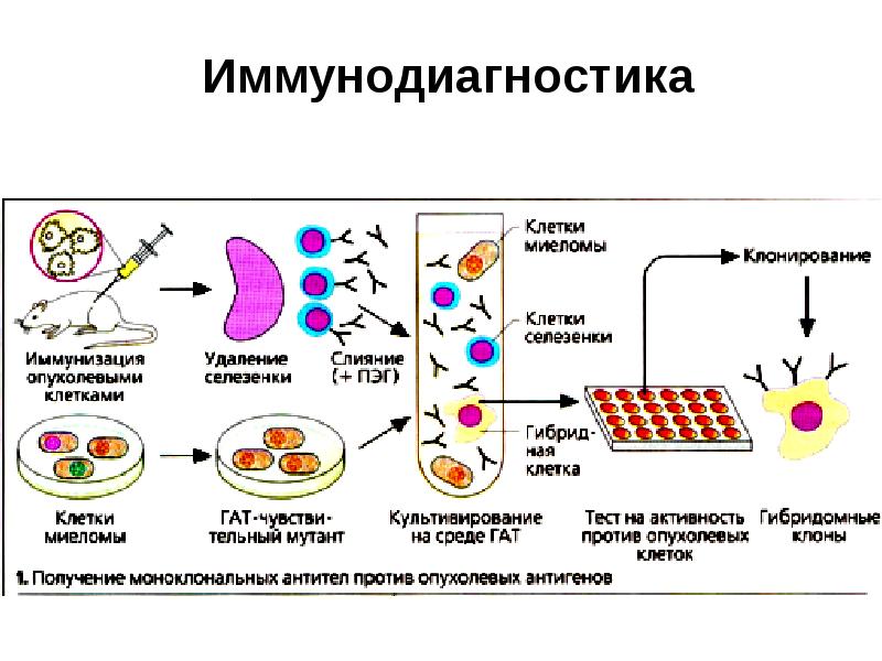 Противоопухолевый иммунитет иммунология презентация