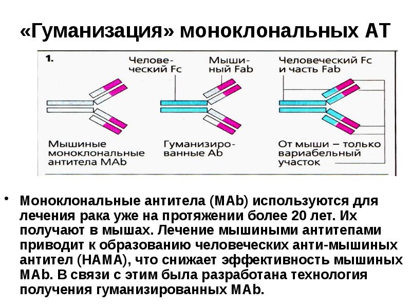 Моноклональные антитела иммунология презентация