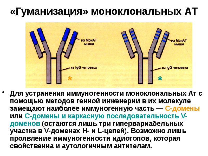 Противоопухолевый иммунитет презентация