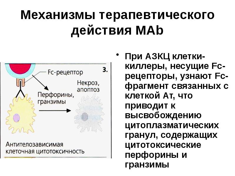 Противоопухолевый иммунитет презентация