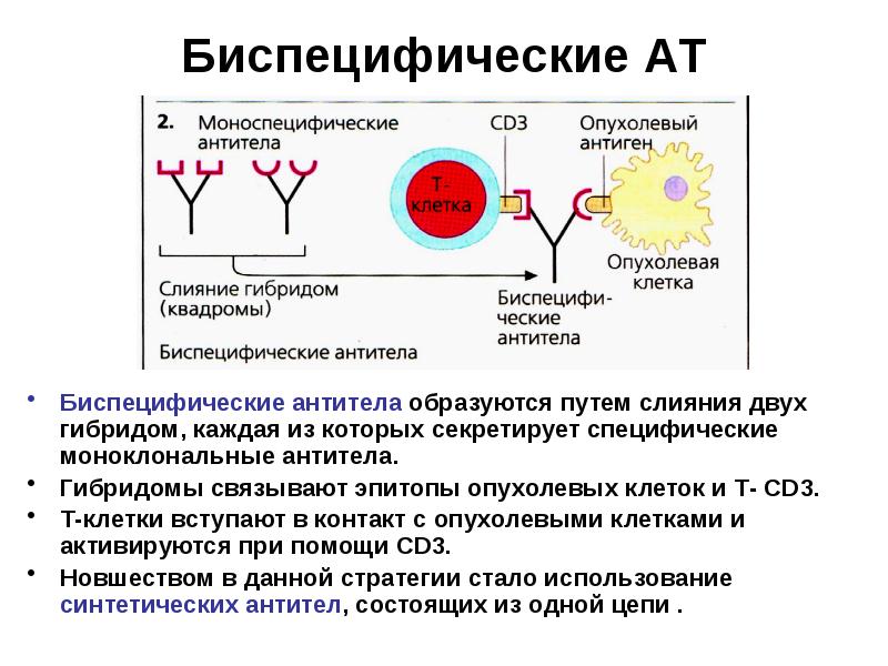 Схема противоопухолевого иммунитета