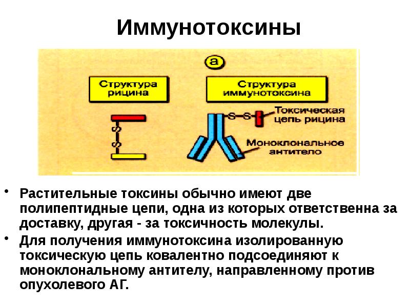 Противоопухолевый иммунитет презентация