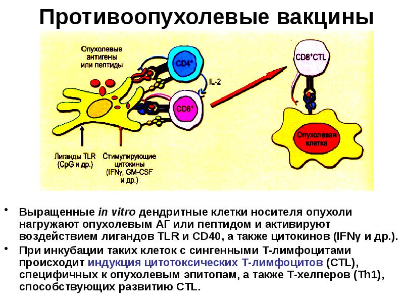 Схема противоопухолевого иммунитета