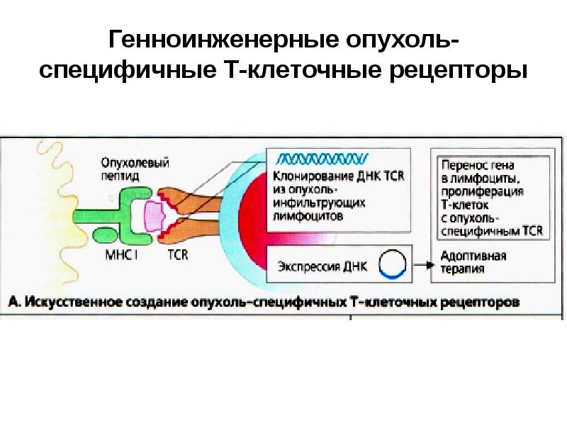 Противоопухолевый иммунитет презентация