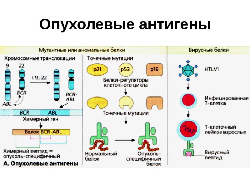 Схема противоопухолевого иммунитета