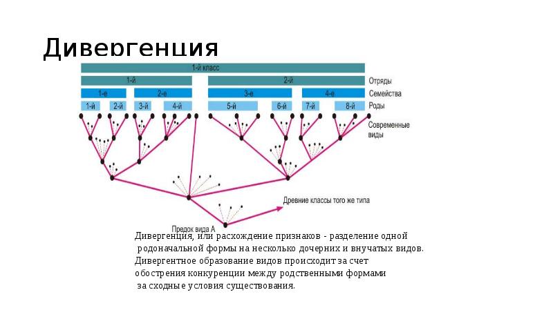 Дивергенция и конвергенция картинки