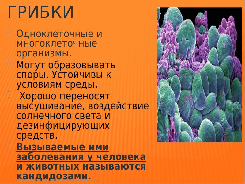 Орган в котором образуются споры. Споры одноклеточные или многоклеточные. Споры могут образовывать. Одноклеточные вызывающие болезни человека и животных. Способны образовывать споры.