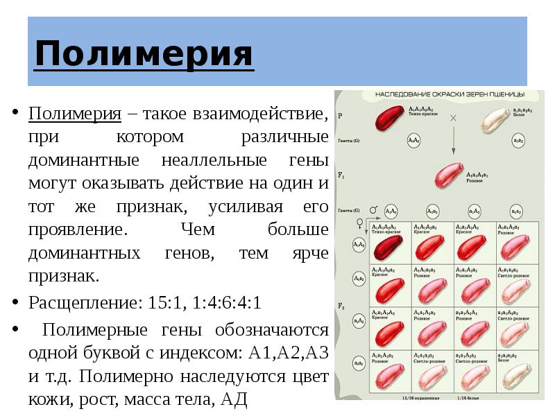 Приведите примеры неаллельных генов