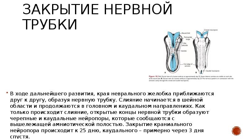 Реферат: Эволюция центральной нервной системы