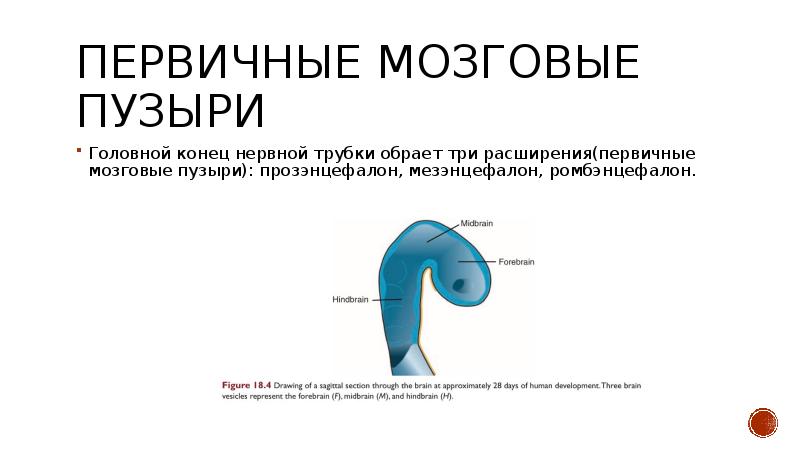 Реферат: Эволюция центральной нервной системы