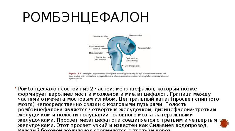 Реферат: Эволюция центральной нервной системы