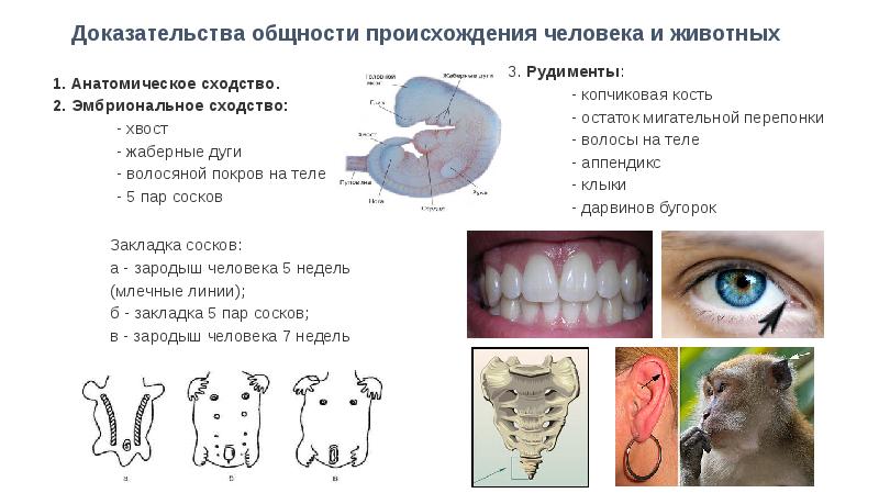 Доказательства родства человека с млекопитающими животными презентация