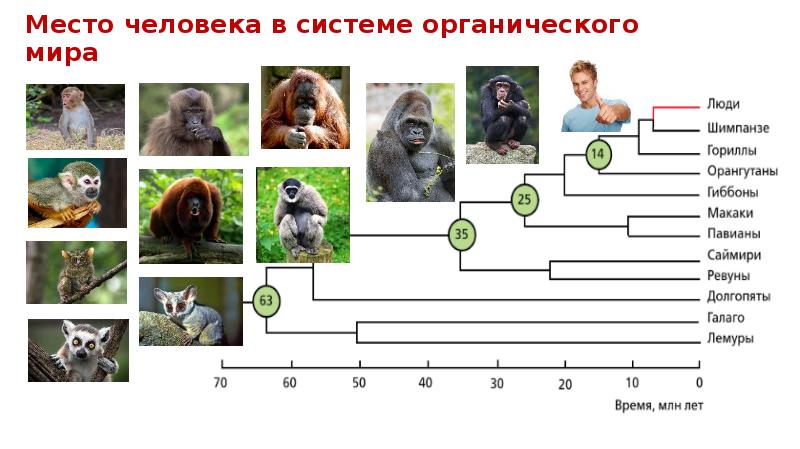 Искусство 5 класс человек и животный мир