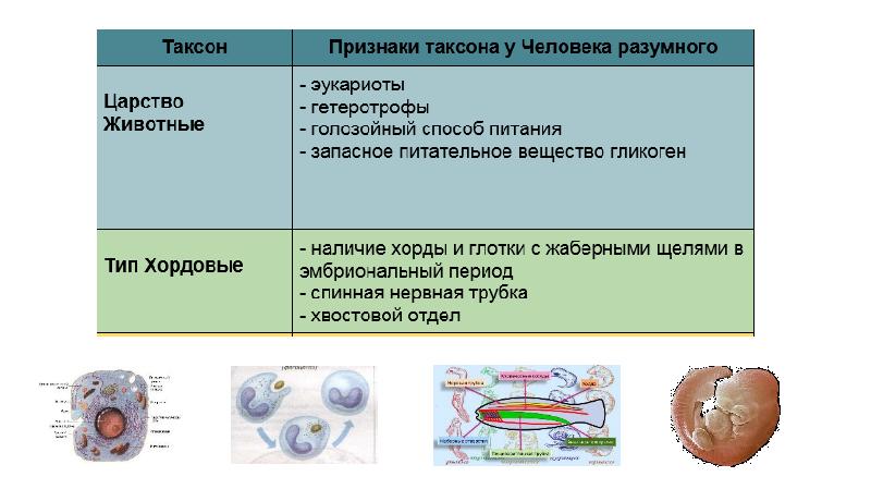 Человек представитель животного мира презентация 9 класс пономарева