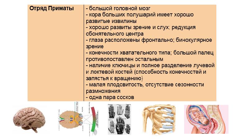 Человек представитель животного мира презентация