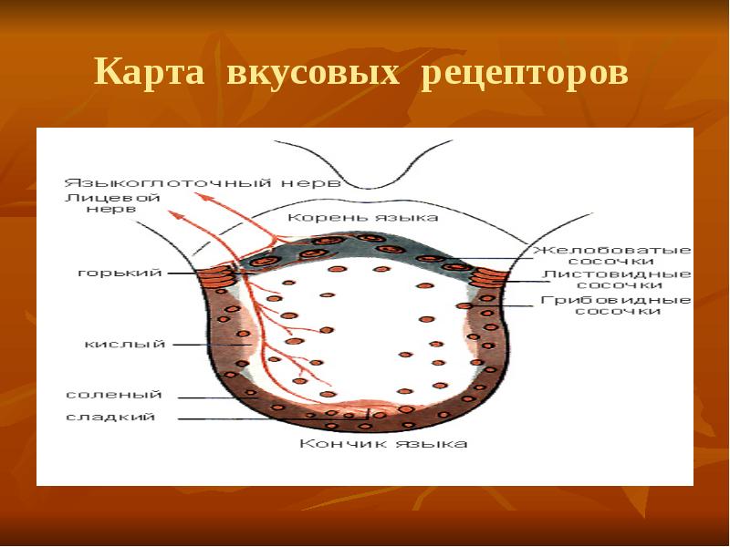 Вкусовой и обонятельный анализаторы. Вкусовой и обонятельный анализаторы боль. Обонятельный анализатор 8 класс биология. Строение и функционирования вкусового и обонятельного анализаторов. Как называются вкусовые и обонятельные рецепторы.