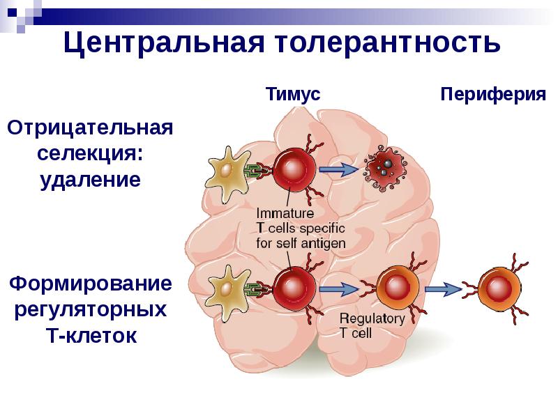 Иммунопатология патофизиология презентация