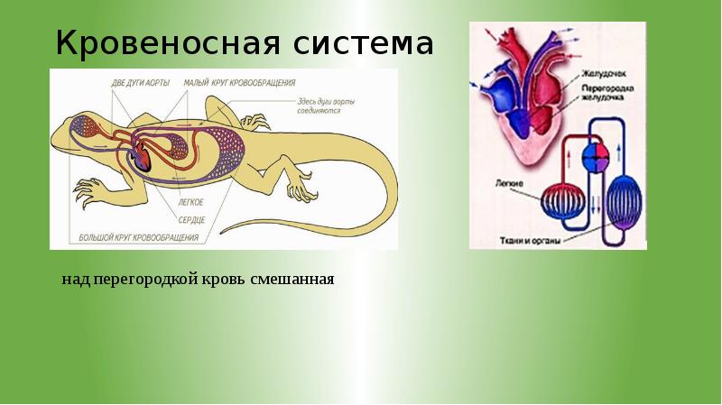 Класс пресмыкающиеся кровеносная система. Кровеносная система пресмыкающихся. Органы кровеносной системы пресмыкающихся. Кровеносная система рептилий. Смешанная кровь у пресмыкающихся.