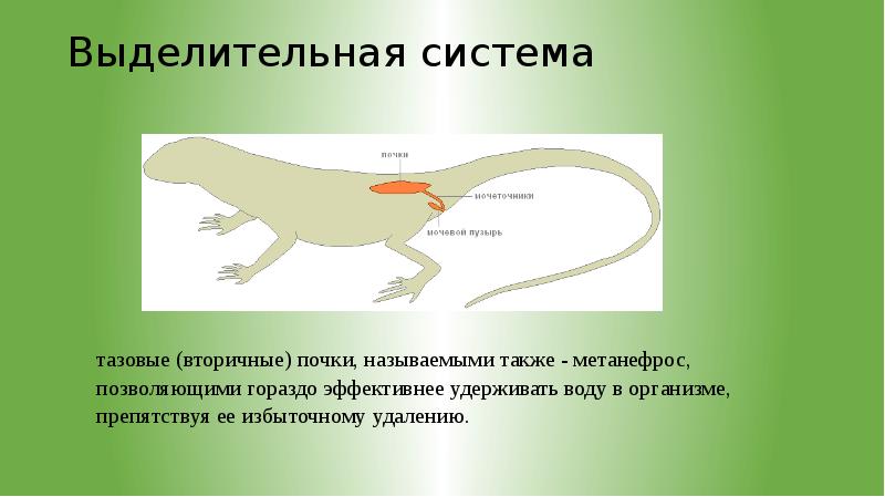 выделительная система пресмыкающихся 7 класс. пресмыкающиеся выделительная система. пресмыкающиеся выделительная система. выделительная система пресмыкающихся схема. класс рептилии выделительная система.