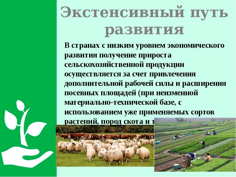 Увеличение посевных площадей экстенсивный