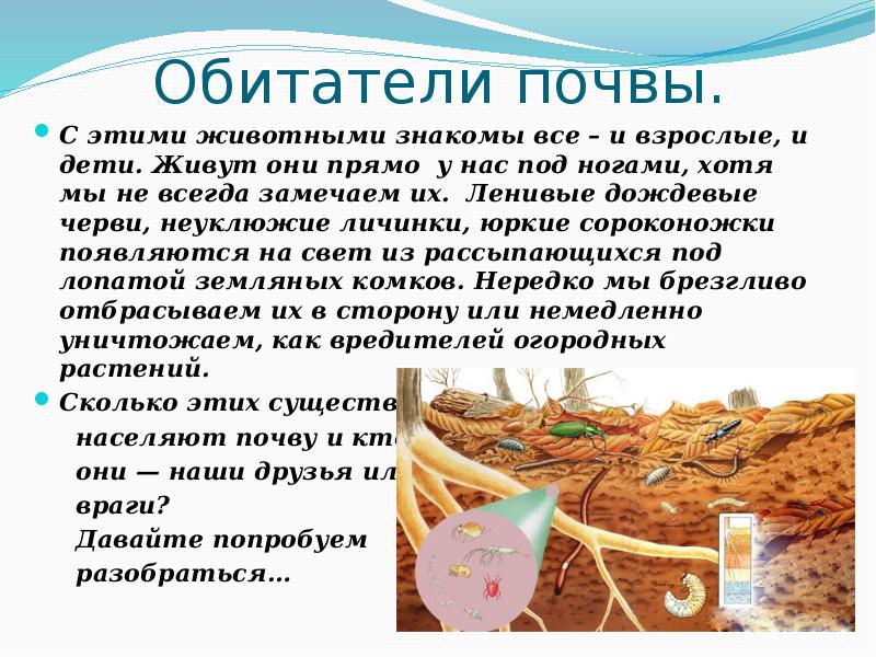 Организмы почвы