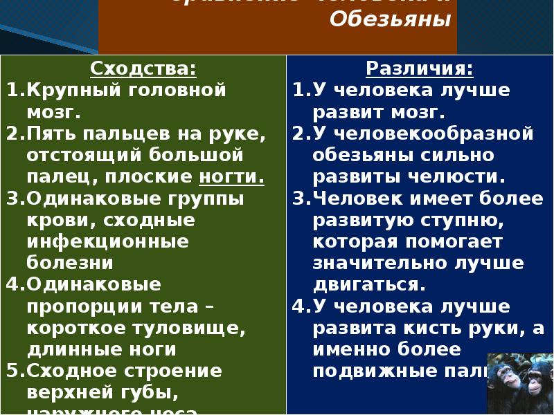 Человек и обезьяна сходства и различия презентация