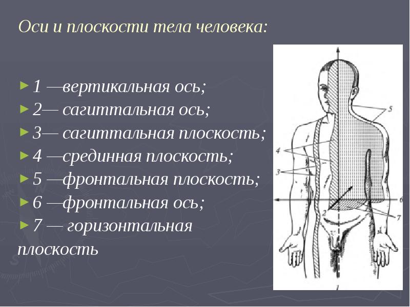 Положение и направление тела. Оси и плоскости тела человека. Фронтальная сагиттальная и вертикальная оси. Срединная сагиттальная плоскость. Оси человека анатомия.