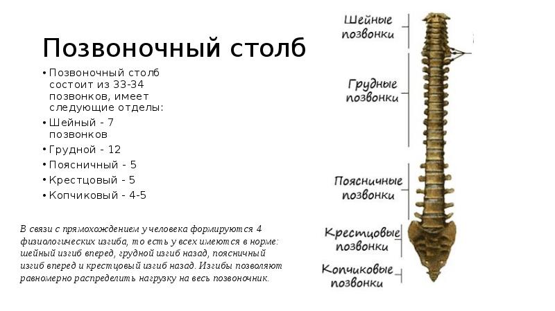 7 позвоночник. Шейный грудной поясничный крестцовый копчиковый отделы таблица. Позвоночный столб 7 шейных. Позвоночный столб тема презентации. Позвоночный столб состоит из 33-34 позвонков.