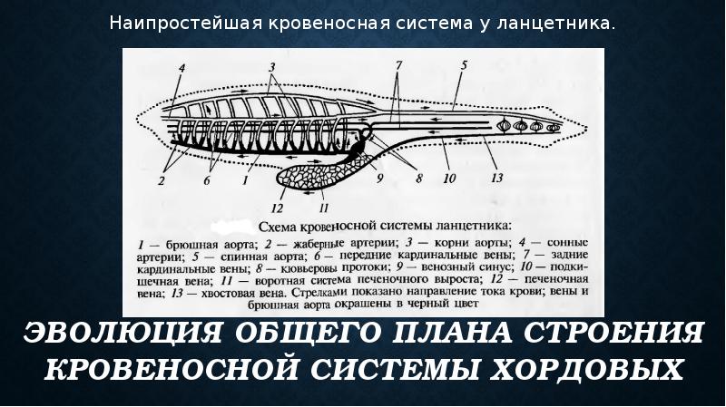 Эволюция дыхательной системы животных презентация