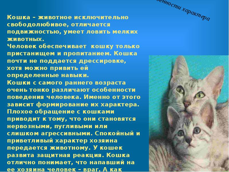 Кошки презентация для детей