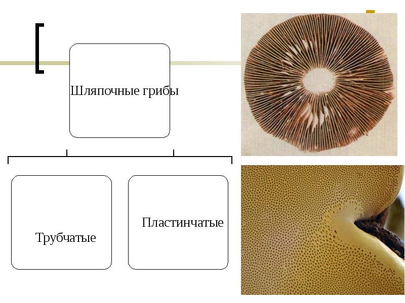 Грибы пластинчатые и трубчатые схема