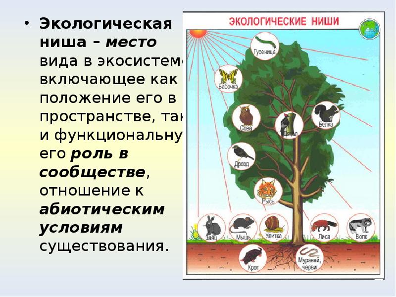 Презентация на тему экологическая ниша