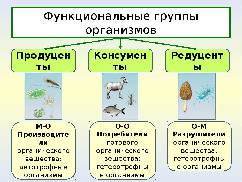 Тест организмы и окружающая среда. Группы организмов. Функциональные группы организмов. Функциональные группы в биологии.