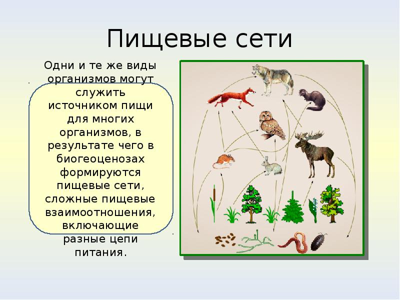 Организм популяция. Пищевая сеть это в экологии. Пищевая сетка в экологии. Пищевая сеть пня. Пищевая сеть с одуванчиком.