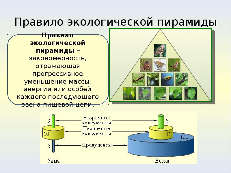 Согласно правилу пирамиды чисел. Трофический уровень экологической пирамиды. Экологические пирамиды чисел биомассы энергии. Перевернутая экологическая пирамида численности. Пирамида биомасс пирамида чисел пирамида энергии.
