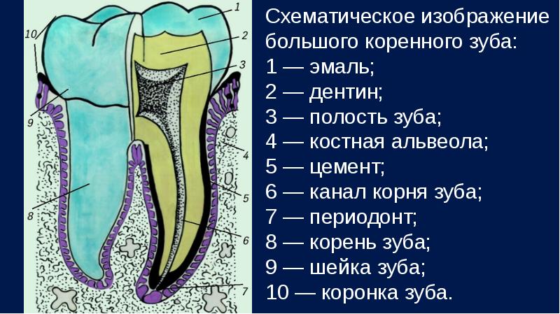 Анатомо физиологические особенности периодонта презентация