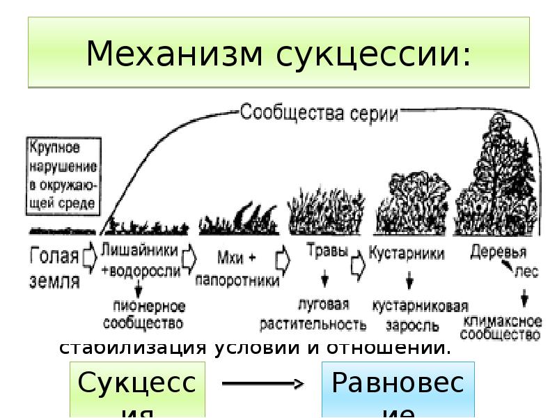 Установите последовательность образования почвы. Экологическая сукцессия первичная сукцессия вторичная сукцессия. Стадии вторичной сукцессии. Классификация сукцессий схема. Этапы вторичной сукцессии.