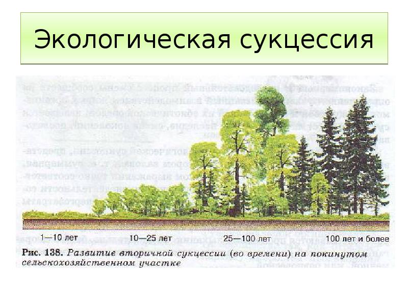 Сформировавшаяся в процессе вторичной сукцессии дубрава как показано на рисунке будет являться