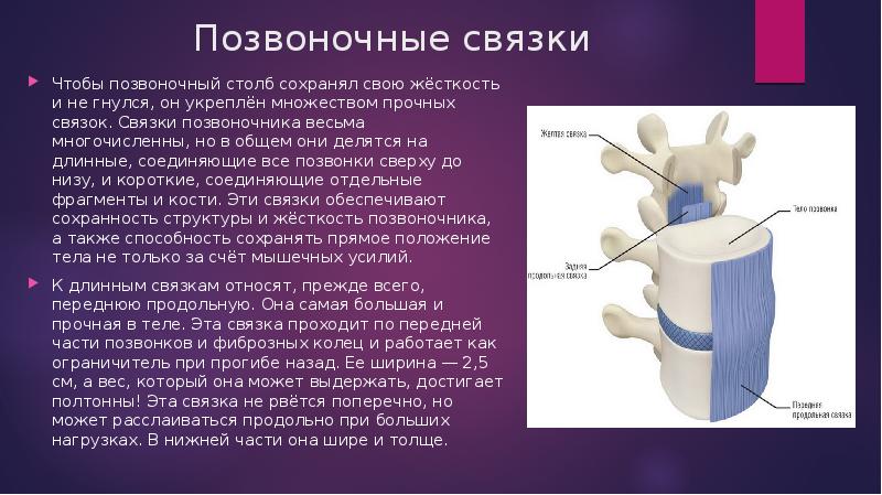 Укрепляющие связки. Связки позвоночника. Короткие связки позвоночника. Длинные связки позвоночника. Передняя продольная связка позвоночника функция.