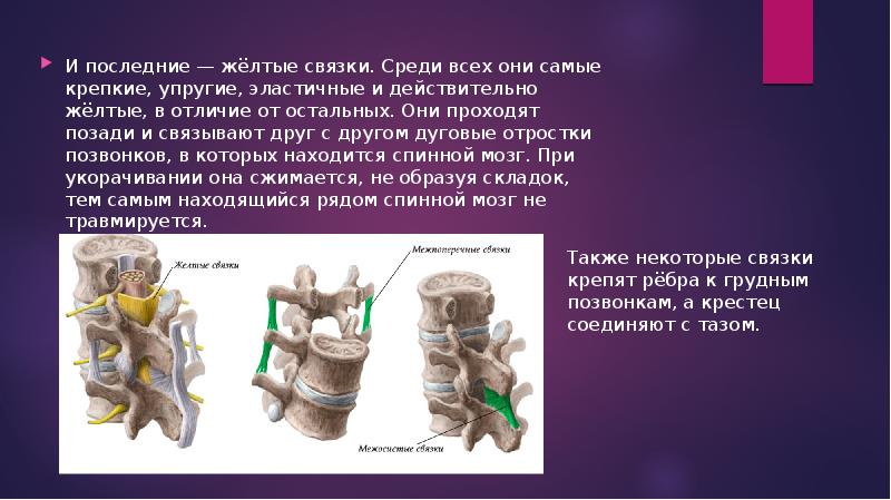 Желтая связка. Желтая связка позвоночника. Желтая эластическая связка. Удаление желтой связки позвоночника. Самые крепкие связки организма.