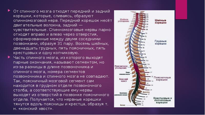 От спинного мозга отходит 31 пара. Спинной мозг спинномозговой нерв. Передний корешок спинного нерва. Передние и задние корешки спинного мозга.