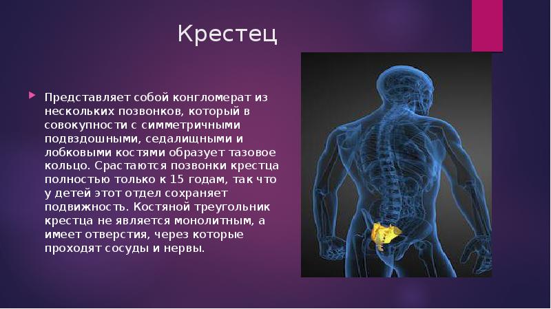 Костя образованные. Презентация на тему позвоночник. Строение скелета позвоночника. Доклад по позвоночному. Суставы позвоночника анатомия.